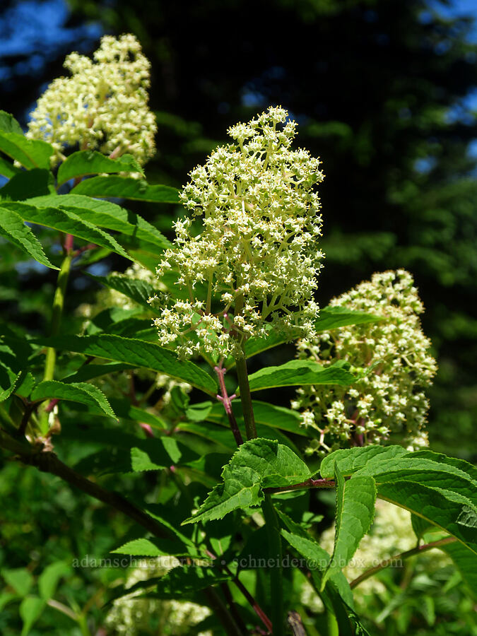 elderberry flowers (Sambucus racemosa) [Bluff Mountain Trail, Gifford Pinchot National Forest, Skamania County, Washington]