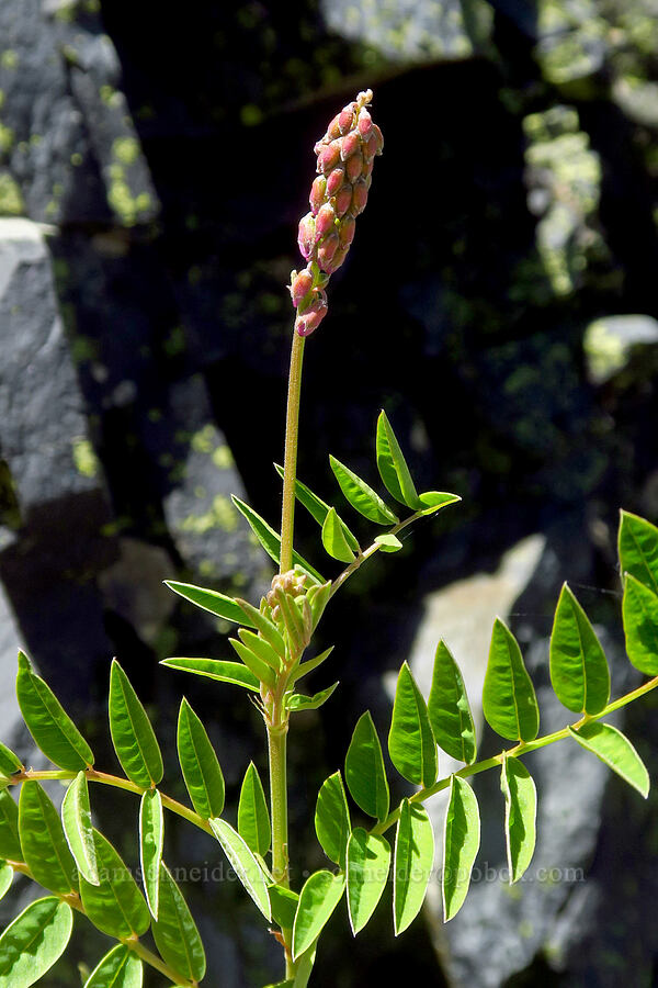 western sweet-vetch, budding (Hedysarum occidentale) [Bluff Mountain Trail, Gifford Pinchot National Forest, Skamania County, Washington]