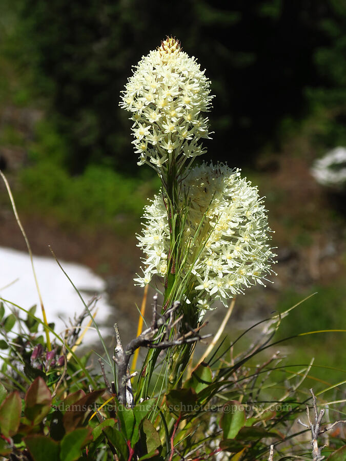 very small beargrass (Xerophyllum tenax) [Bluff Mountain Trail, Gifford Pinchot National Forest, Skamania County, Washington]