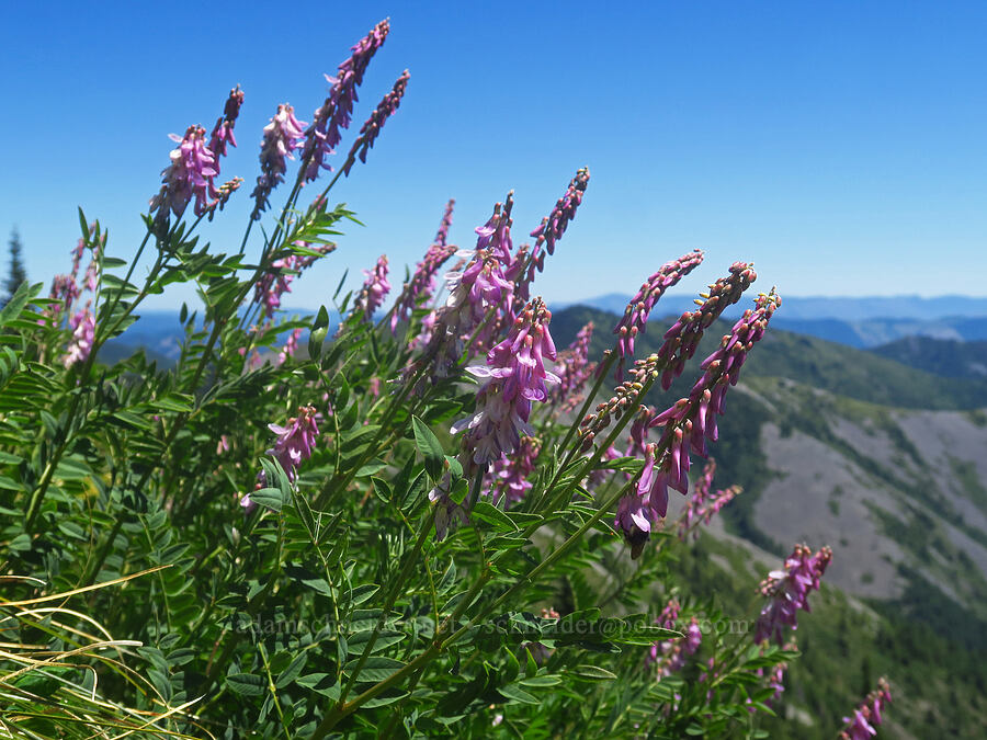 western sweet-vetch (Hedysarum occidentale) [Bluff Mountain Trail, Gifford Pinchot National Forest, Skamania County, Washington]