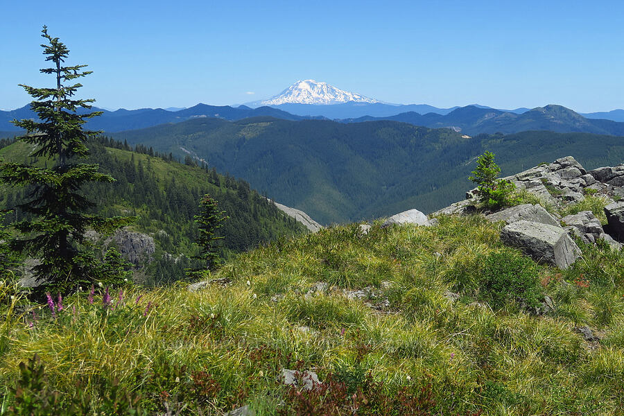 Mount Adams [Bluff Mountain Trail, Gifford Pinchot National Forest, Skamania County, Washington]
