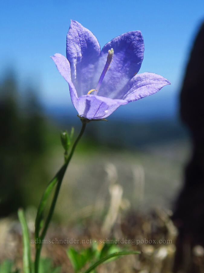 harebell (Campanula rotundifolia) [Bluff Mountain Trail, Gifford Pinchot National Forest, Skamania County, Washington]