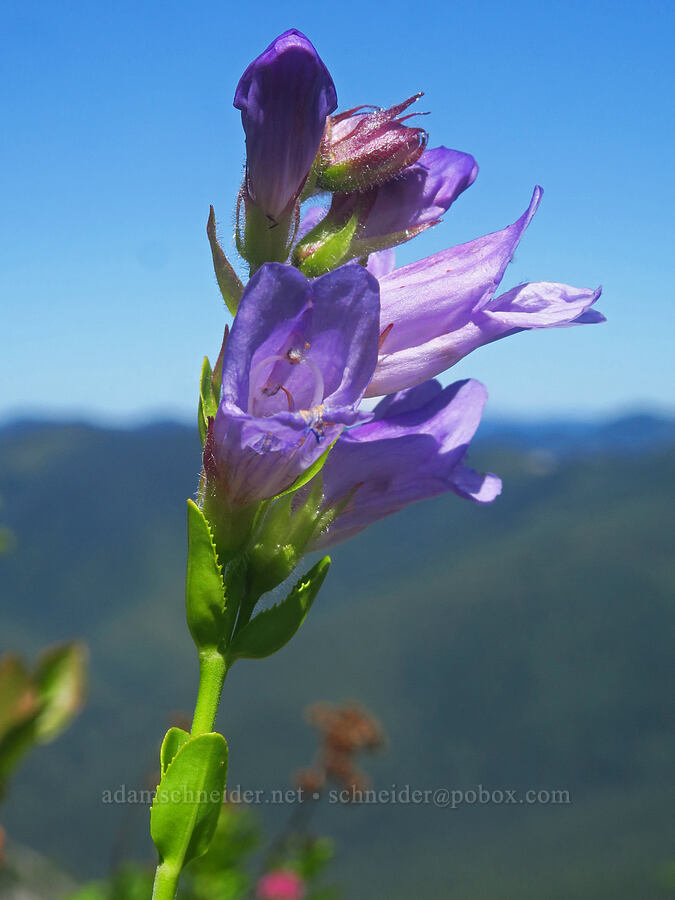 Cardwell's penstemon (Penstemon cardwellii) [Bluff Mountain Trail, Gifford Pinchot National Forest, Skamania County, Washington]
