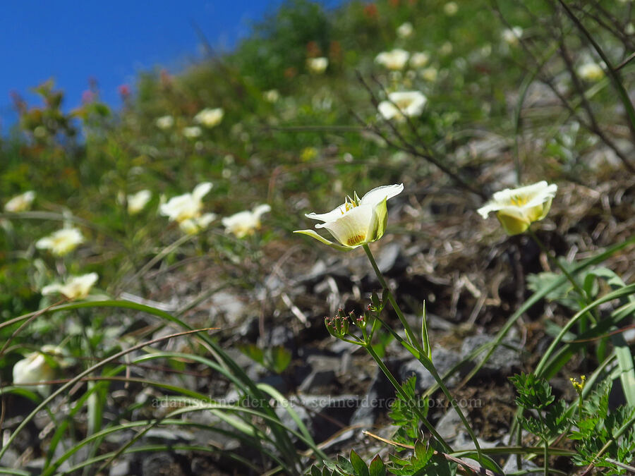 subalpine mariposa lilies (Calochortus subalpinus) [Bluff Mountain Trail, Gifford Pinchot National Forest, Skamania County, Washington]