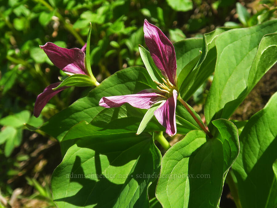 western trillium, fading to purple (Trillium ovatum) [Bluff Mountain Trail, Gifford Pinchot National Forest, Skamania County, Washington]