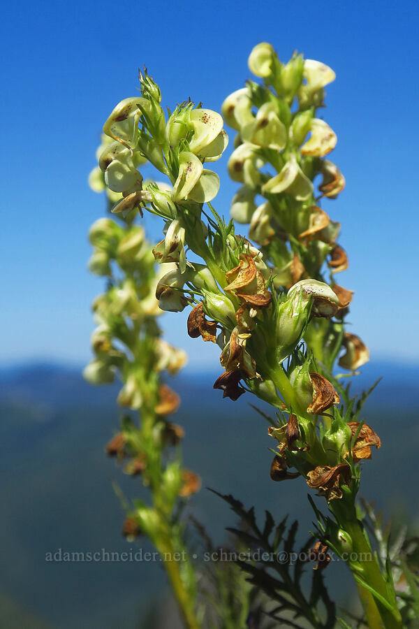 coiled-beak lousewort (Pedicularis contorta) [Silver Star Mountain, Gifford Pinchot National Forest, Skamania County, Washington]