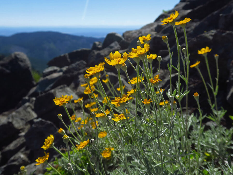 Oregon sunshine (Eriophyllum lanatum) [Silver Star Mountain, Gifford Pinchot National Forest, Skamania County, Washington]