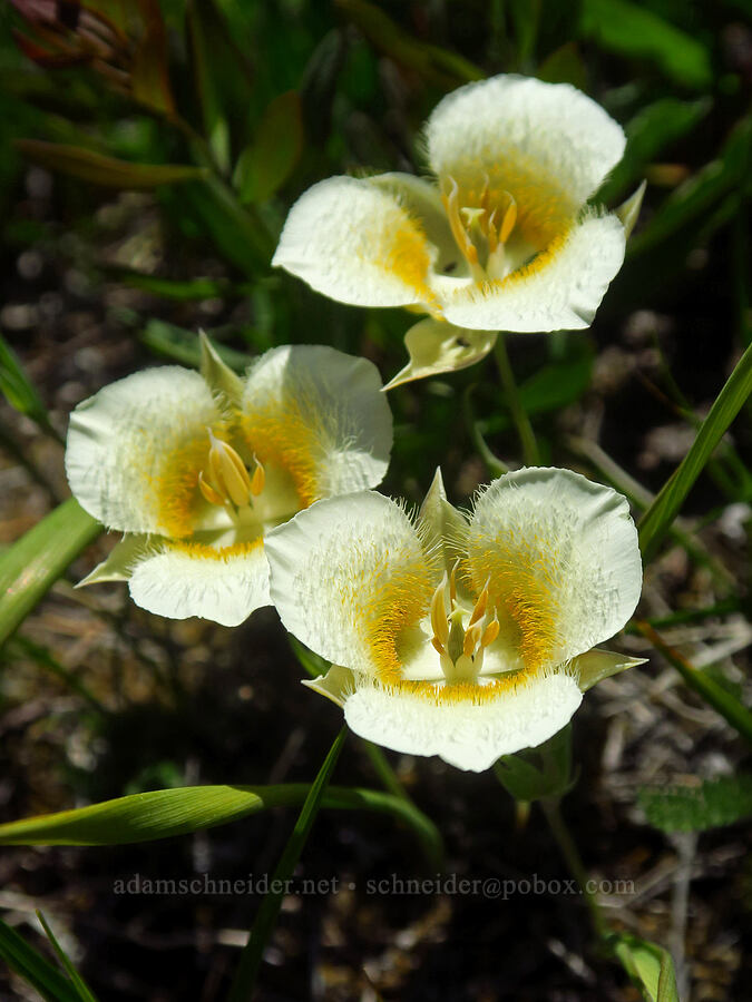 subalpine mariposa lilies (Calochortus subalpinus) [Silver Star Mountain, Gifford Pinchot National Forest, Skamania County, Washington]