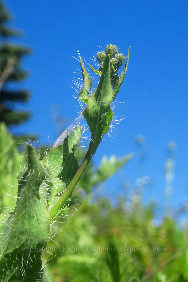 Scouler's hawkweed, budding (Hieracium scouleri) [Silver Star Mountain, Gifford Pinchot National Forest, Skamania County, Washington]