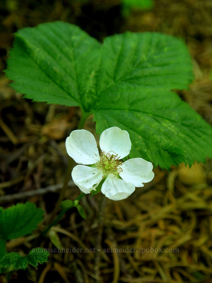 dwarf bramble (Rubus lasiococcus) [east of Pyramid Rock, Gifford Pinchot National Forest, Skamania County, Washington]