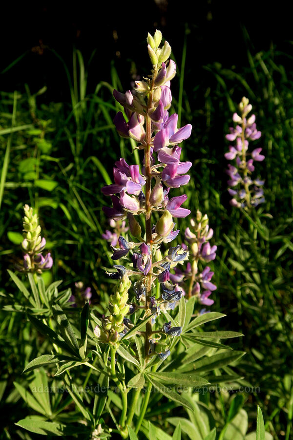 lupine (Lupinus sp.) [Liberty Campground, Kittitas County, Washington]