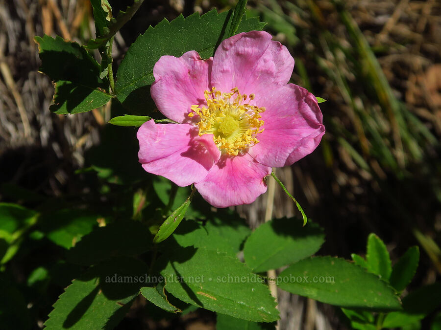 Nootka rose (Rosa nutkana ssp. macdougalii) [Iron Bear Trail, Okanogan-Wenatchee National Forest, Kittitas County, Washington]
