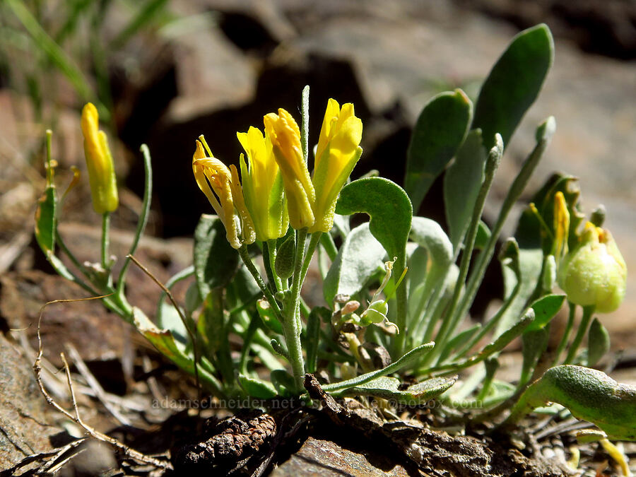 Washington twin-pod (Physaria alpestris) [Iron Bear Trail, Okanogan-Wenatchee National Forest, Kittitas County, Washington]