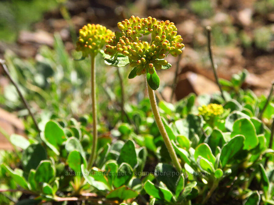 sulphur-flower buckwheat (Eriogonum umbellatum) [Iron Bear Trail, Okanogan-Wenatchee National Forest, Kittitas County, Washington]