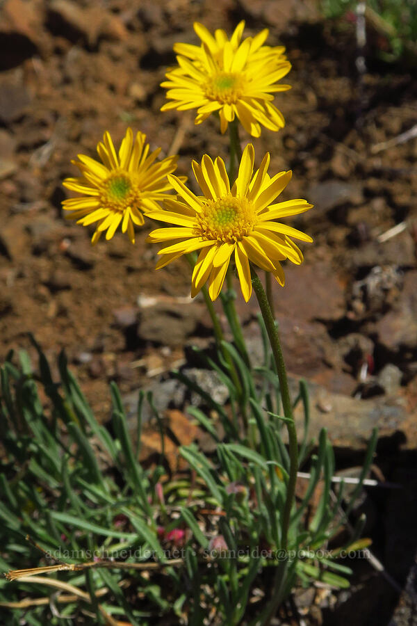desert yellow fleabane (Erigeron linearis) [southwest ridge of Joker, Okanogan-Wenatchee National Forest, Kittitas County, Washington]