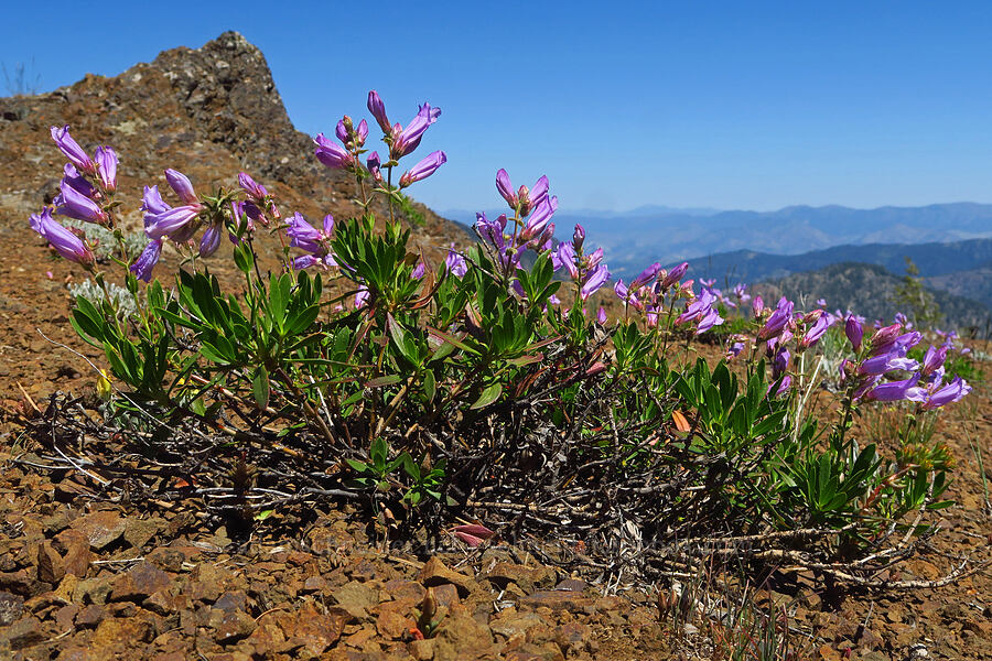 shrubby penstemon (Penstemon fruticosus) [Joker Mountain, Okanogan-Wenatchee National Forest, Kittitas County, Washington]