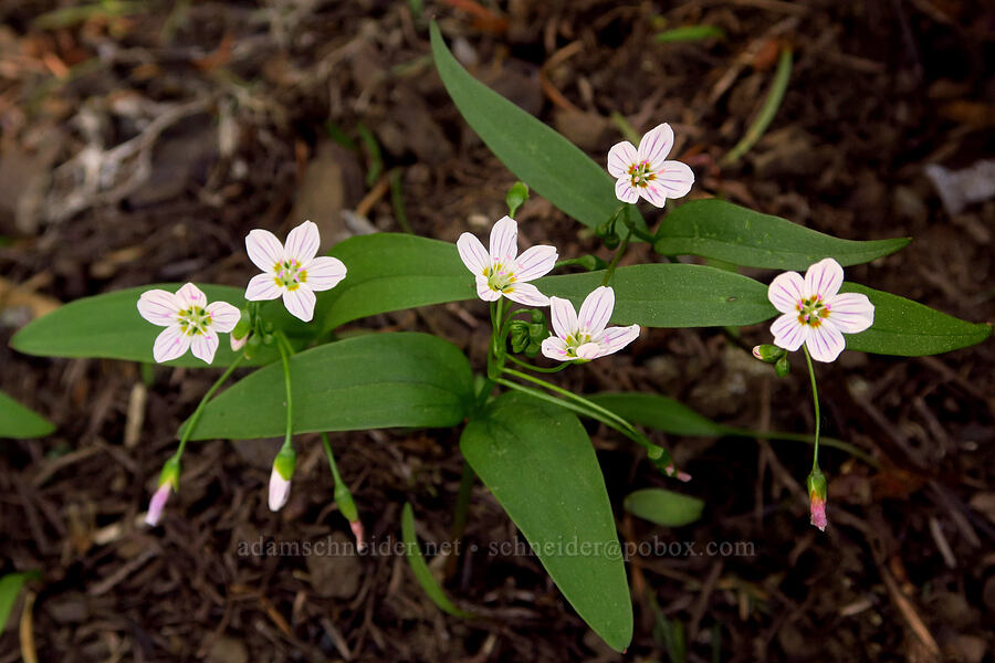 lance-leaf spring-beauty (Claytonia lanceolata) [County Line Trail, Okanogan-Wenatchee National Forest, Chelan County, Washington]