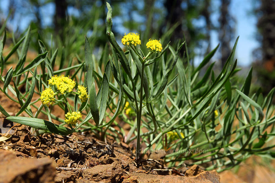 nine-leaf desert parsley (Lomatium brevifolium (Lomatium triternatum var. brevifolium)) [County Line Trail, Okanogan-Wenatchee National Forest, Chelan County, Washington]