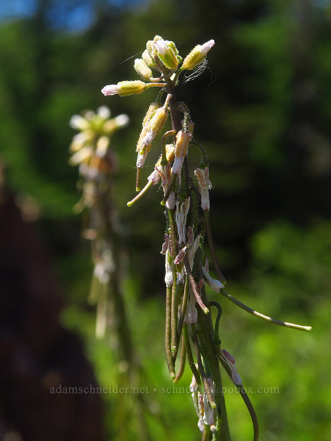 reflexed rock-cress (Boechera retrofracta (Arabis holboellii var. retrofracta)) [County Line Trail, Okanogan-Wenatchee National Forest, Chelan County, Washington]