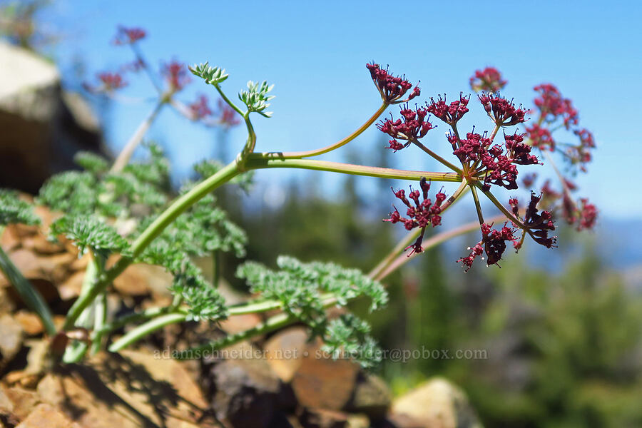 Wenatchee desert parsley (Lomatium cuspidatum) [Jester Mountain, Okanogan-Wenatchee National Forest, Chelan County, Washington]