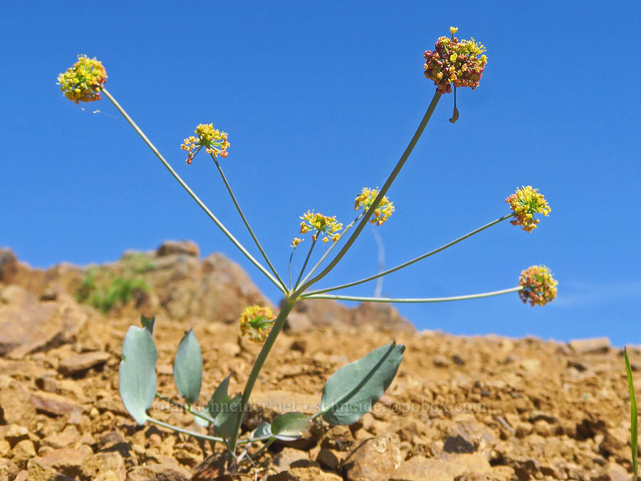 bare-stem desert parsley (Lomatium nudicaule) [Iron Bear Peak, Okanogan-Wenatchee National Forest, Kittitas County, Washington]