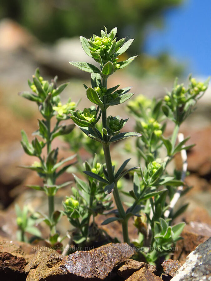 intermountain bedstraw (Galium serpenticum (Galium multiflorum)) [Iron Bear Peak, Okanogan-Wenatchee National Forest, Kittitas County, Washington]
