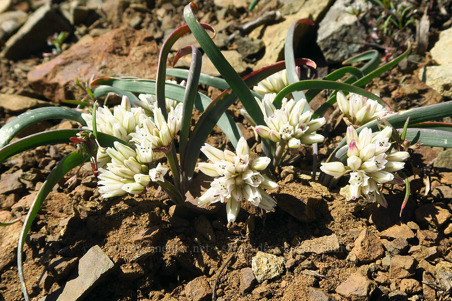 Olympic onions (Allium crenulatum) [Iron Bear Peak, Okanogan-Wenatchee National Forest, Kittitas County, Washington]