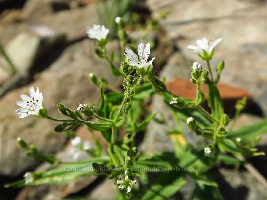 sticky starwort (Pseudostellaria jamesiana (Arenaria jamesiana)) [Iron Bear Peak, Okanogan-Wenatchee National Forest, Kittitas County, Washington]