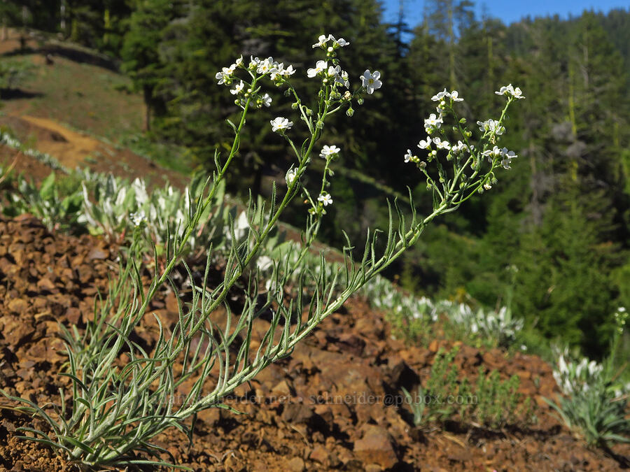 white stickseed (Hackelia diffusa var. arida) [Teanaway Ridge Trail, Okanogan-Wenatchee National Forest, Kittitas County, Washington]