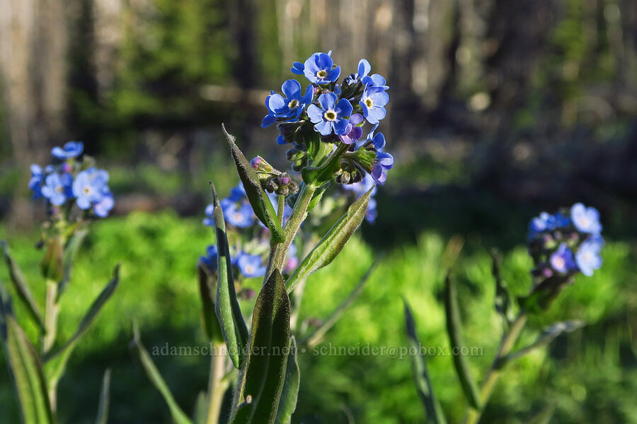 blue stickseed (Hackelia micrantha (Hackelia jessicae)) [Table Mountain, Okanogan-Wenatchee National Forest, Kittitas County, Washington]