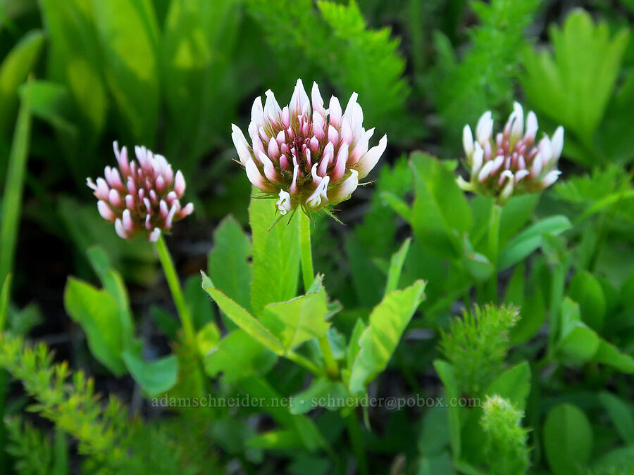 Hansen's long-stalk clover (Trifolium longipes ssp. hansenii) [Table Mountain, Okanogan-Wenatchee National Forest, Kittitas County, Washington]