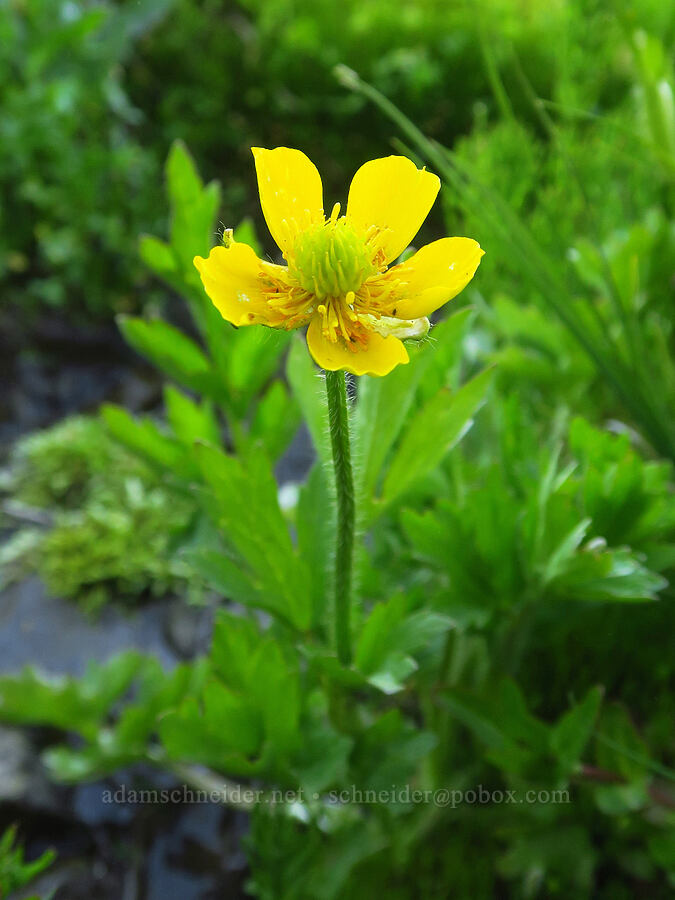 swamp buttercup (Ranunculus orthorhynchus var. platyphyllus) [Table Mountain, Okanogan-Wenatchee National Forest, Kittitas County, Washington]