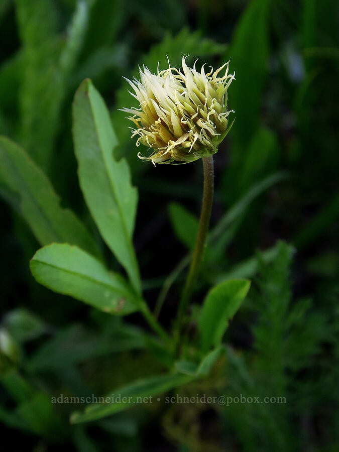 long-stalk clover (Trifolium longipes ssp. longipes) [Table Mountain, Okanogan-Wenatchee National Forest, Kittitas County, Washington]