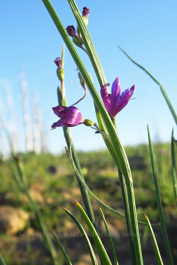 grass-widows, fading (Olsynium douglasii) [Table Mountain, Okanogan-Wenatchee National Forest, Kittitas County, Washington]