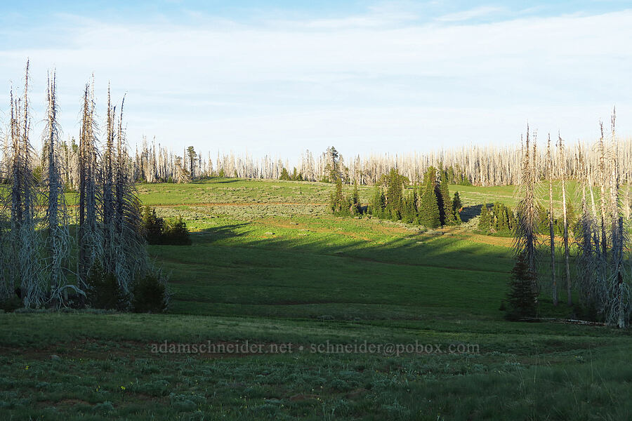 meadows & burned trees [Table Mountain, Okanogan-Wenatchee National Forest, Kittitas County, Washington]