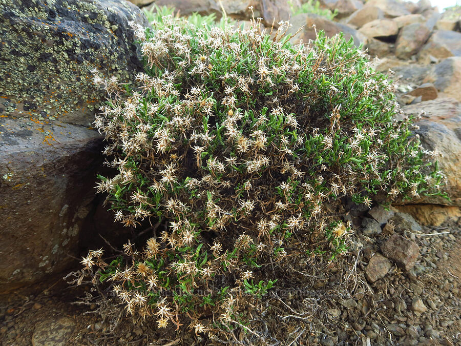 Columbia goldenweed (Ericameria resinosa (Haplopappus resinosus)) [Lion Rock, Okanogan-Wenatchee National Forest, Kittitas County, Washington]