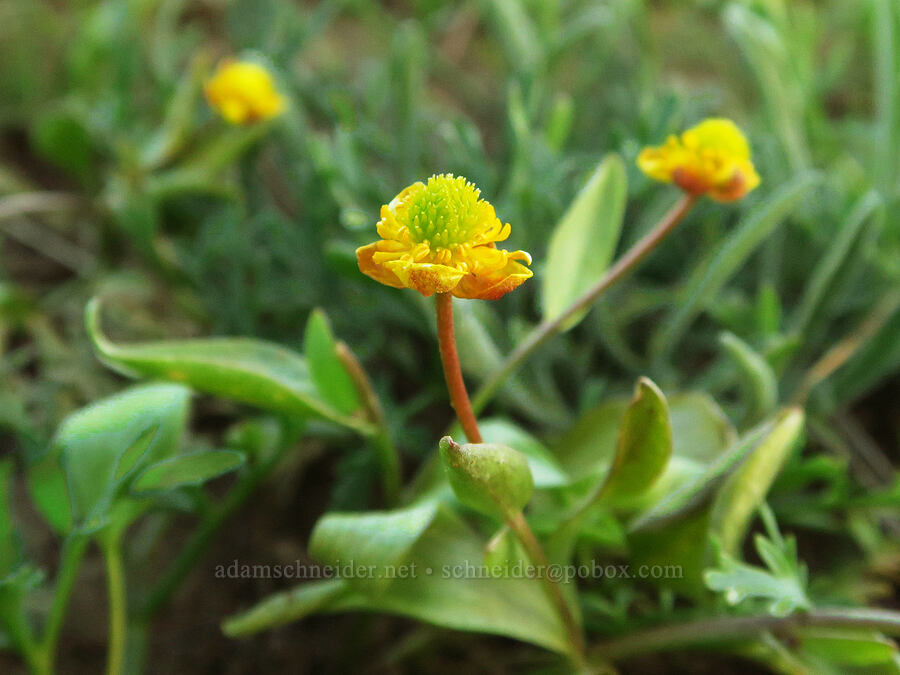 sagebrush buttercup, fading (Ranunculus glaberrimus) [Lion Rock, Okanogan-Wenatchee National Forest, Kittitas County, Washington]