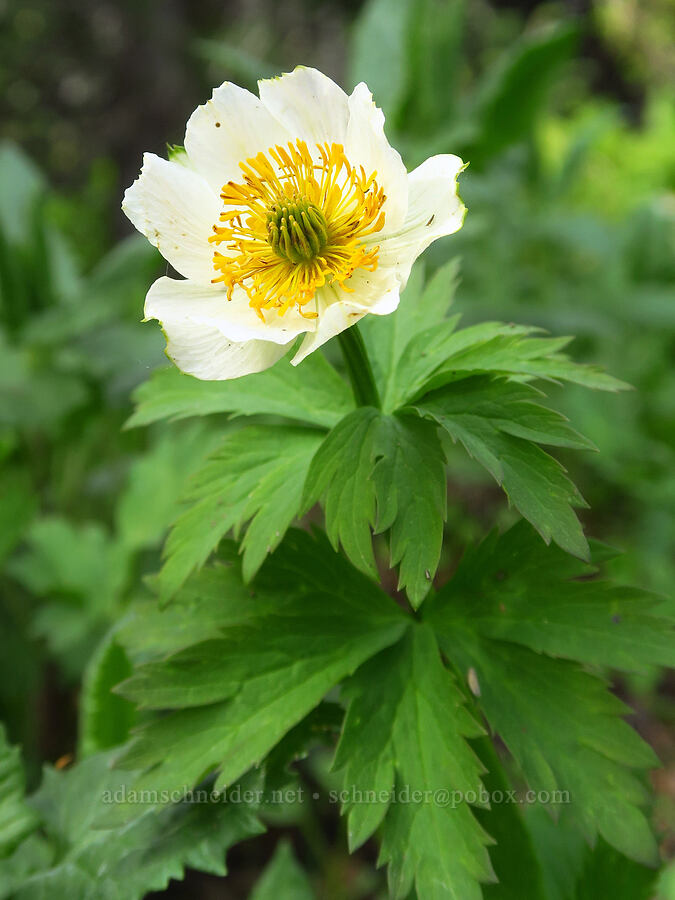white globe-flower (Trollius albiflorus (Trollius laxus ssp. albiflorus)) [Lion Rock Springs, Okanogan-Wenatchee National Forest, Kittitas County, Washington]