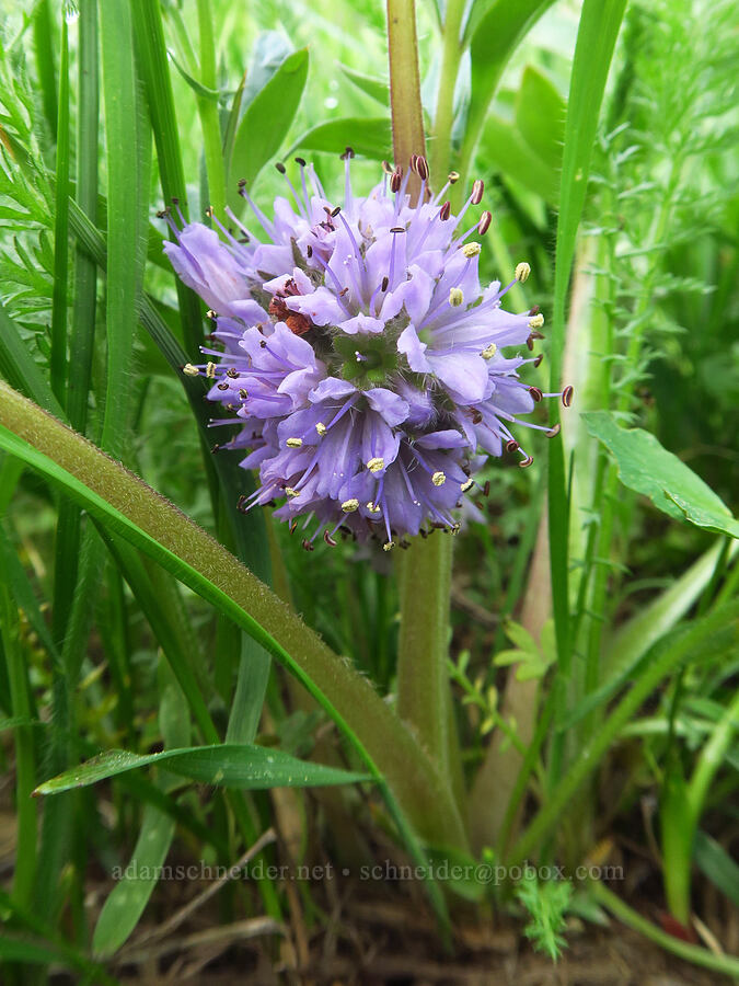 ball-head waterleaf (Hydrophyllum capitatum var. capitatum) [Lion Rock Springs, Okanogan-Wenatchee National Forest, Kittitas County, Washington]