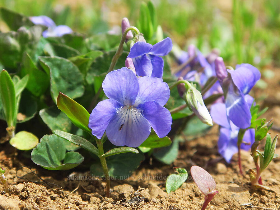 early blue violets (Viola adunca) [Lion Rock Springs, Okanogan-Wenatchee National Forest, Kittitas County, Washington]