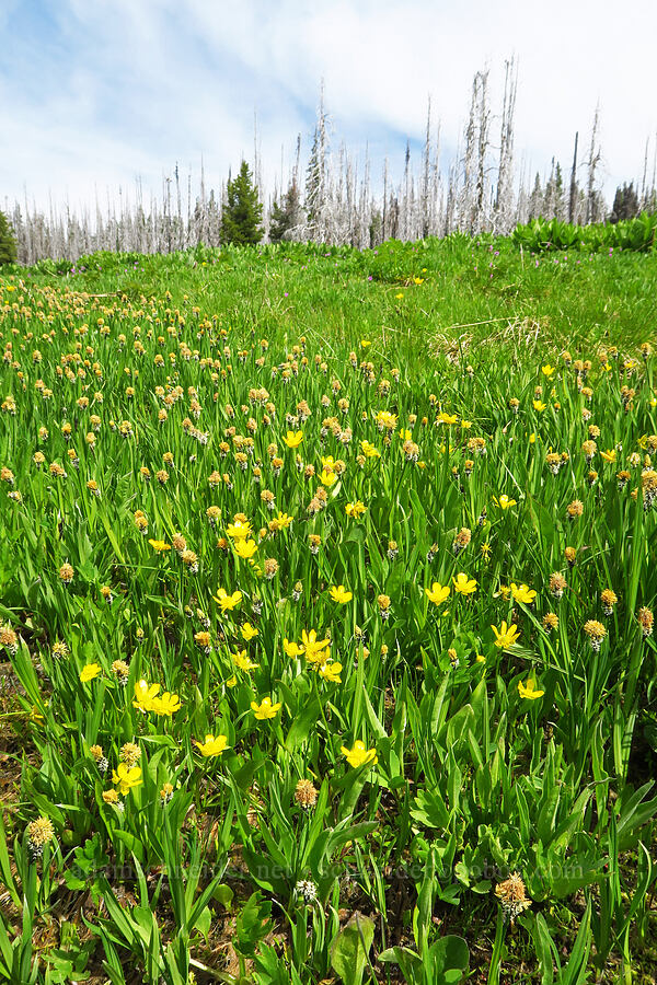 Hartweg's buttercups & sedges (Ranunculus alismifolius var. hartwegii, Carex sp.) [Lion Rock Springs, Okanogan-Wenatchee National Forest, Kittitas County, Washington]