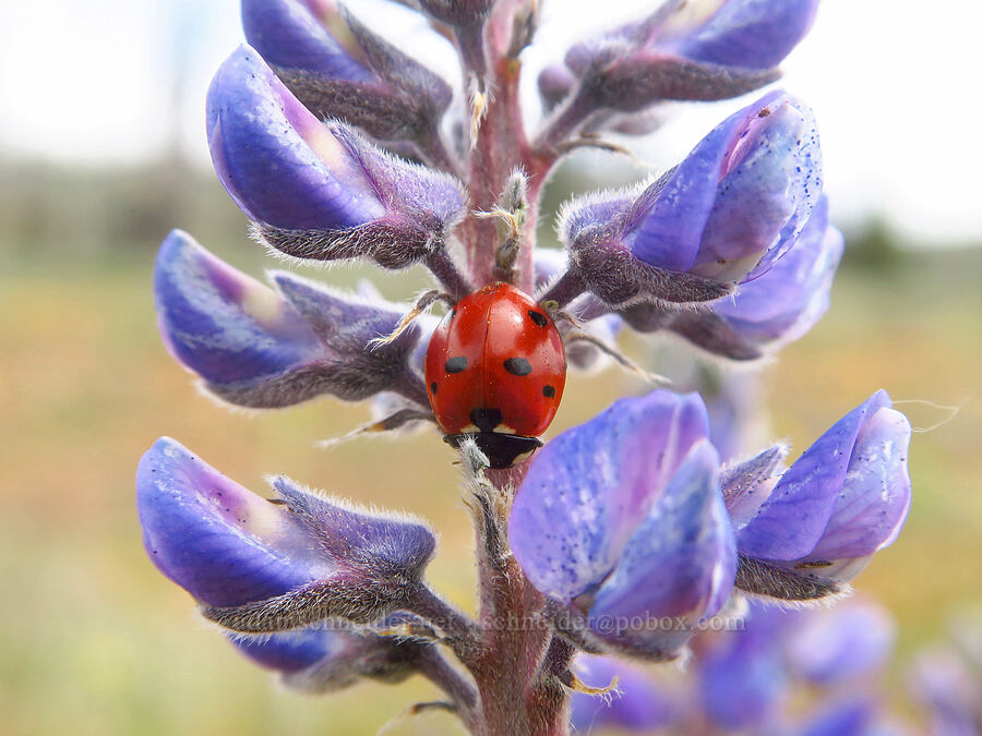 seven-spotted ladybug (lady beetle) on spurred lupine (Coccinella septempunctata, Lupinus arbustus) [Table Mountain, Okanogan-Wenatchee National Forest, Kittitas County, Washington]