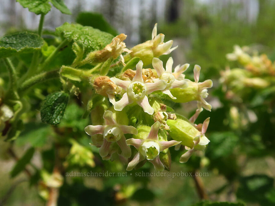 sticky currant (Ribes viscosissimum) [Table Mountain, Okanogan-Wenatchee National Forest, Kittitas County, Washington]