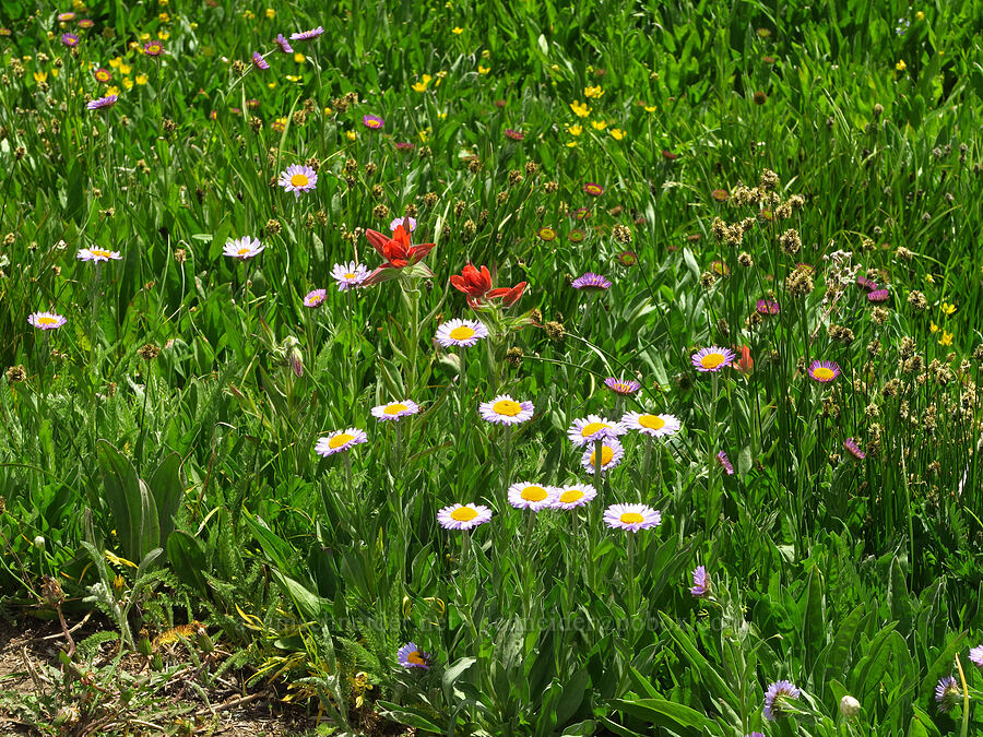 wildflowers (Erigeron glacialis var. glacialis, Castilleja elmeri, Carex sp., Ranunculus sp.) [Table Mountain, Okanogan-Wenatchee National Forest, Kittitas County, Washington]