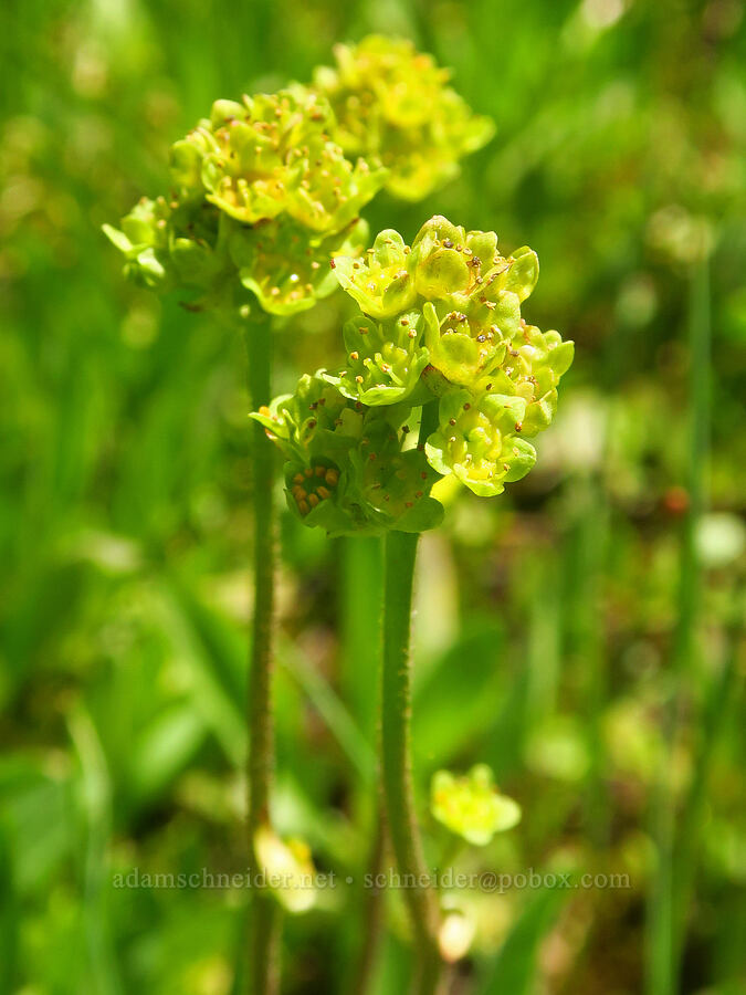 swamp saxifrage (Micranthes apetala (Saxifraga apetala)) [Reecer Creek Road, Okanogan-Wenatchee National Forest, Kittitas County, Washington]