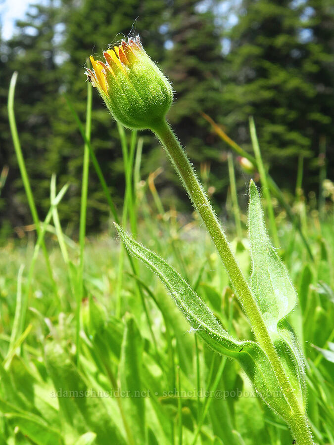 foothill arnica (Arnica fulgens) [Reecer Creek Road, Okanogan-Wenatchee National Forest, Kittitas County, Washington]