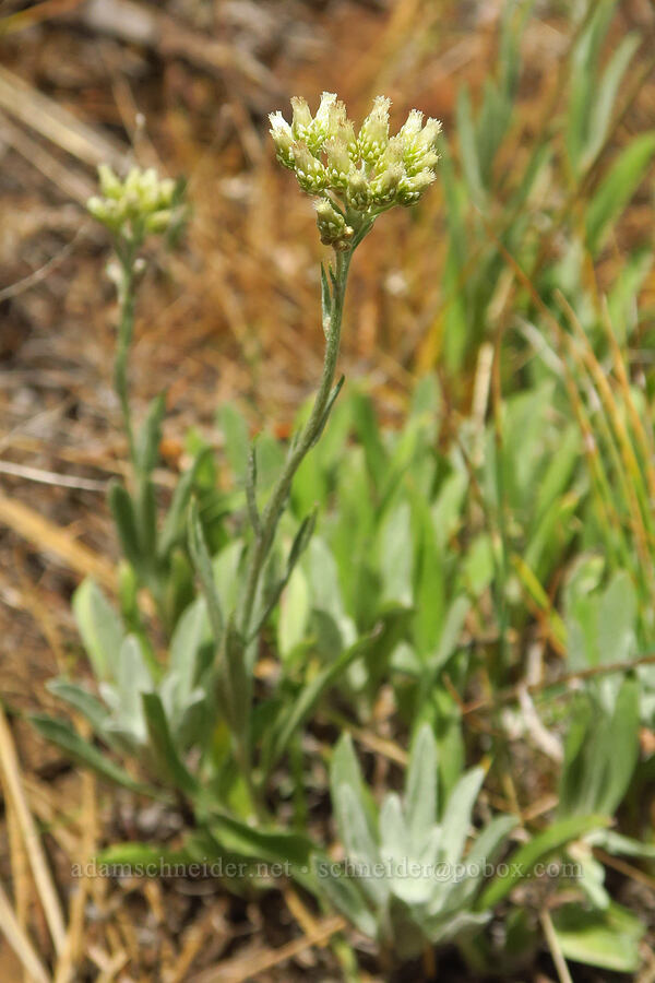 little-leaf pussy-toes (Antennaria microphylla) [Reecer Creek Road, Okanogan-Wenatchee National Forest, Kittitas County, Washington]