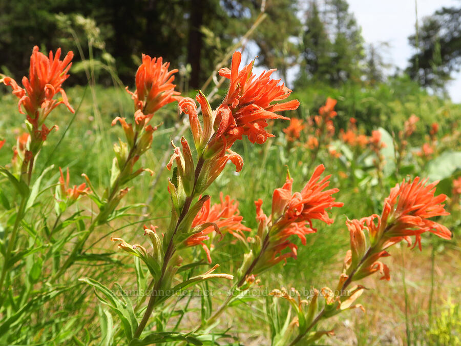 acute paintbrush (Castilleja hispida var. acuta) [Reecer Creek Road, Okanogan-Wenatchee National Forest, Kittitas County, Washington]