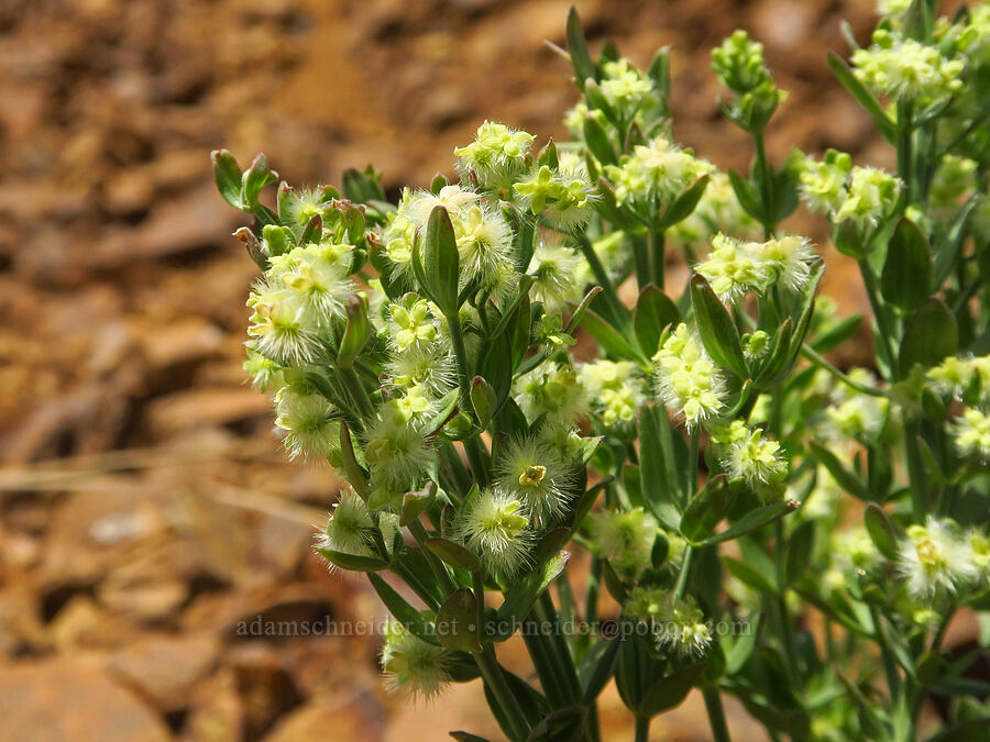 intermountain bedstraw (Galium serpenticum (Galium multiflorum)) [Old Blewett Pass Highway, Okanogan-Wenatchee National Forest, Kittitas County, Washington]