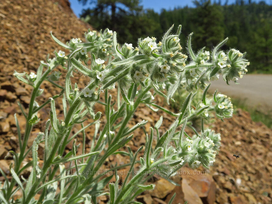 Thompson's cryptantha (Oreocarya thompsonii (Cryptantha thompsonii)) [Old Blewett Pass Highway, Okanogan-Wenatchee National Forest, Kittitas County, Washington]